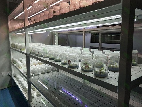 岷县植物组织培养实验室设计建设方案